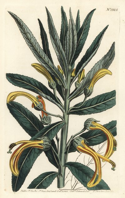 Siphocampylus giganteus, en danger (Lobélie géante, Lobelia gigantea). Gravure à la main en cuivre par F. Sansom Jr. d