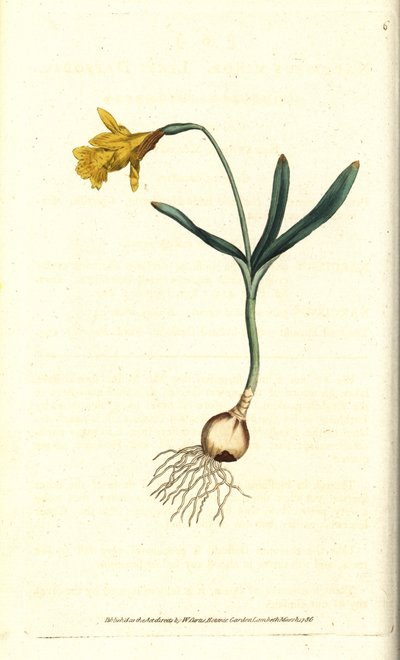 Petit narcisse - Narcissus minor - Sydenham Teast Edwards