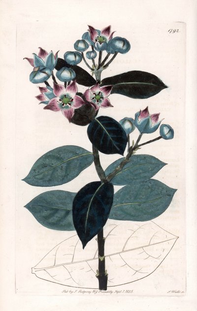 Pommier de Sodome ou arbre à soie - Gravure de S. Watts, d