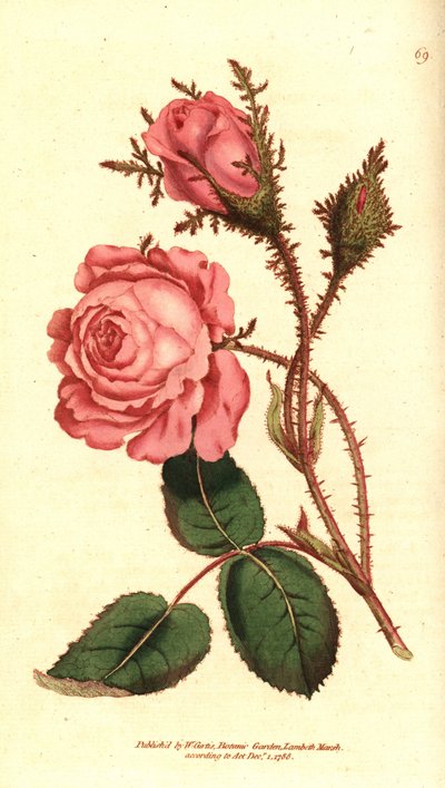 Rose mousseuse - Rosa centifolia f. muscosa - Sydenham Teast Edwards
