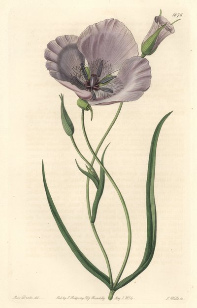 Calochorte splendide (mariposa splendide), originaire de Californie - Calochortus satiné ou lys mariposa splendide, Calochortus splendens, originaire de Californie - Gravure sur cuivre coloriée à la main par S. Watts d