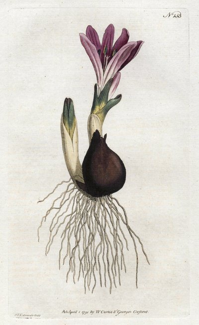 Bulbocode de printemps ou campanette - Sydenham Teast Edwards
