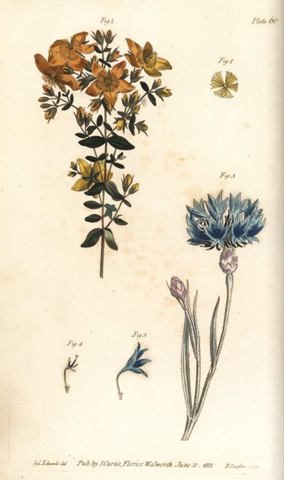 Millepertuis, Hypericum perforatum, Polyadelphia - Sydenham Teast Edwards