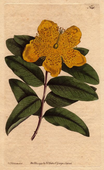 Millepertuis à grandes fleurs jaunes. Hypericum calycinum. Gravure à la main en couleur d