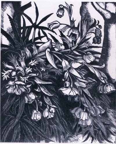 Hellébore fétide, Nature en Grande-Bretagne publiée par Collins - Sydenham Teast Edwards