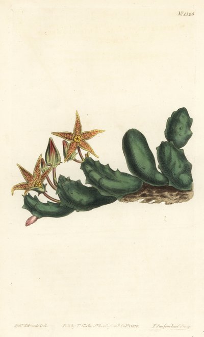 Stisseria geminata (Stapélie à deux fleurs, Stapelia geminata). Gravure à la main en cuivre par F. Sansom Jr. d