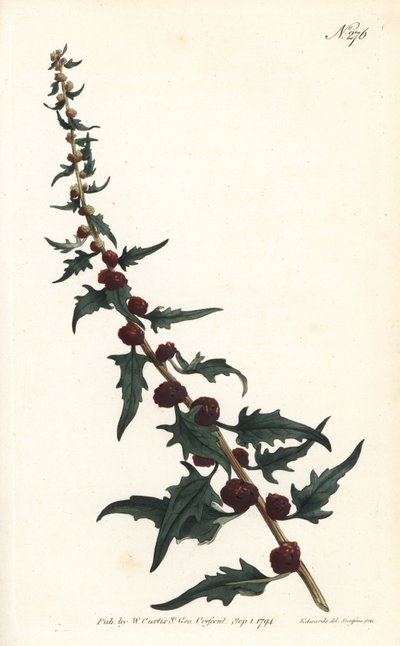 Épinard-fraise en baguette - Sydenham Teast Edwards