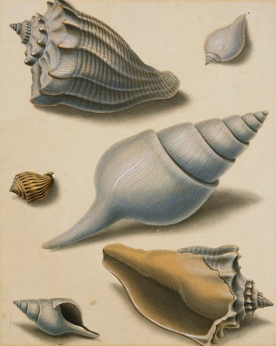 Études de coquillages et de flore marine - Sydenham Teast Edwards