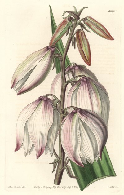 Superbe Yucca (illustration de Sarah Anne Drake) - Sydenham Teast Edwards
