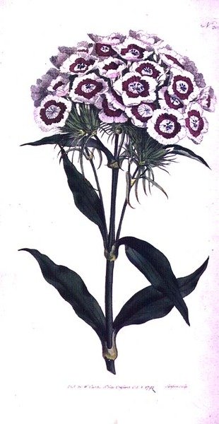 Œillet de Poète ou Œillet Barbu (Dianthus barbatus), planche 205 de 