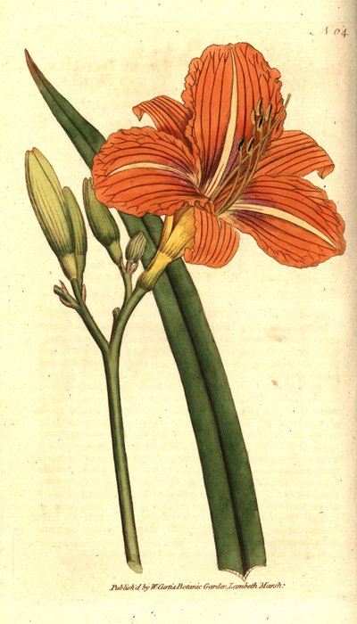 Hémérocalle fauve - Sydenham Teast Edwards