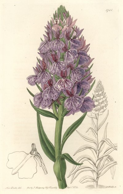 Orchidée terrestre, endémique de l