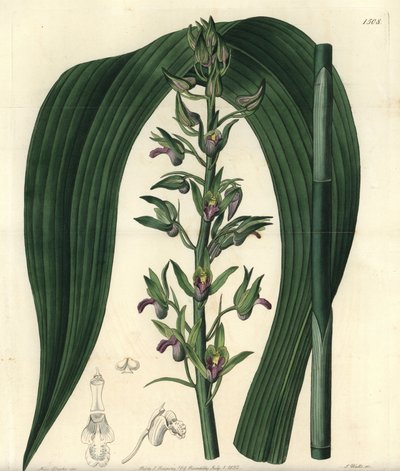 Orchidée terrestre - Sydenham Teast Edwards