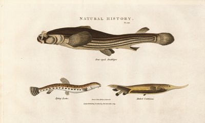 Trois espèces de poissons inhabituelles - Sydenham Teast Edwards