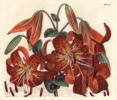 Lys tigré - Lys tigré, Lilium lancifolium (Lys chinois tacheté de tigre, Lilium tigrinum). Gravure sur cuivre coloriée à la main par F. Sansom Jr. d
