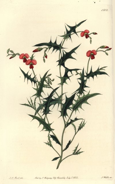 Chorozema triangulaire - Sydenham Teast Edwards