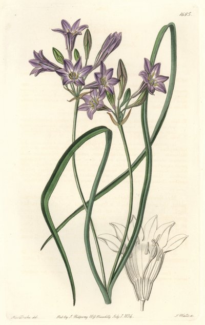 Triteleia ou brodiacea lâche (illustration de Sarah Anne Drake) - Sydenham Teast Edwards