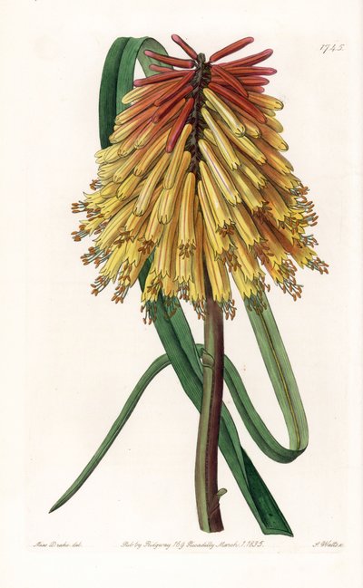 Tritome à longue grappe ou tison de Satan - Gravure par S. Watts d