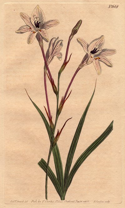 Tritonie à long tube - Sydenham Teast Edwards