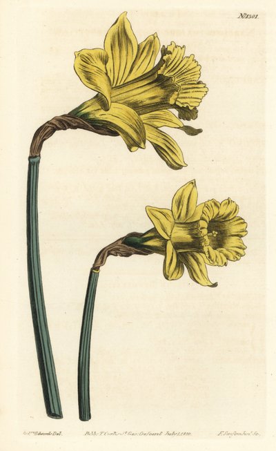 Narcisse trompette, Narcissus hispanicus (Grand narcisse jaune espagnol, Narcissus major). Gravure à la main en cuivre par F. Sansom Jr. d