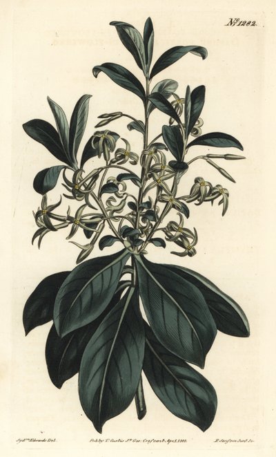 Daphné à fleurs jumelles - Sydenham Teast Edwards