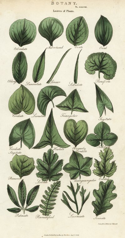 Types de feuilles de plantes - Sydenham Teast Edwards