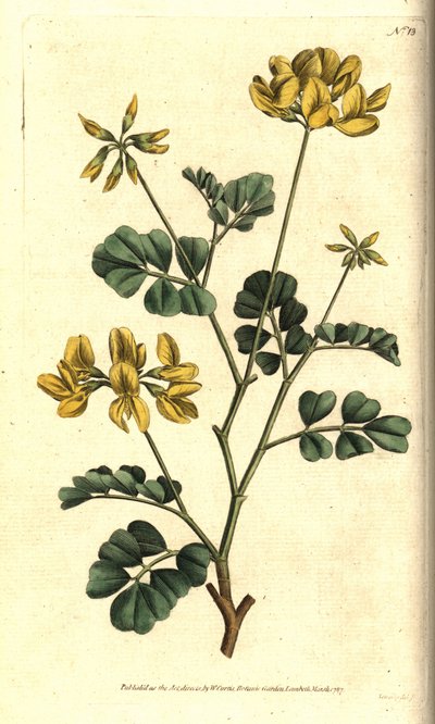 Coronille de Valence - Sydenham Teast Edwards