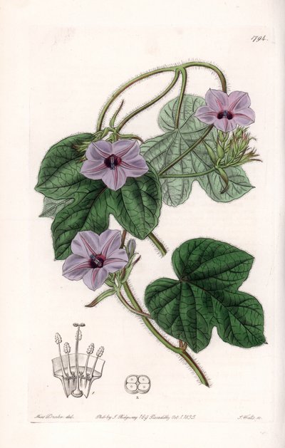 Variété d