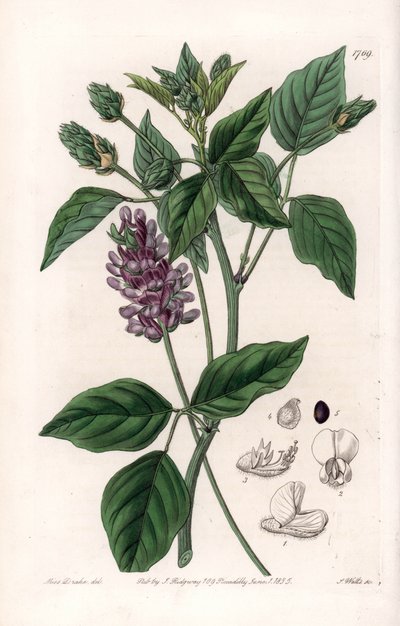 Psoralea variété - Gravure de S. Watts, d