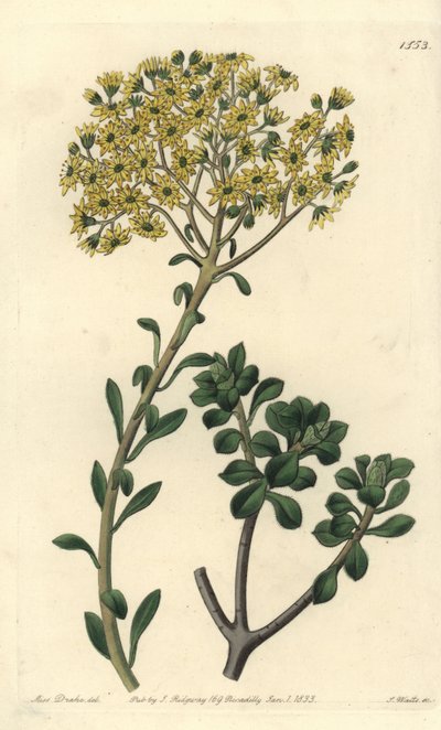 Variété de joubarb - Sempervivum villosum - Sydenham Teast Edwards
