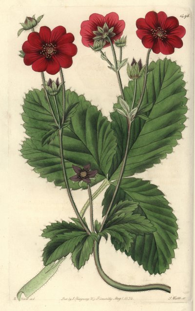 Variété de Potentille (illustration de M. Hart, gravure de S. Watts) - Sydenham Teast Edwards