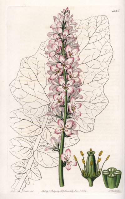 Francoa à feuilles laiteuses, endémique au Chili - Sydenham Teast Edwards