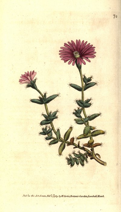 Variété de ficoïde - Mesembryanthemum barbarum. Gravure à la main en couleur d