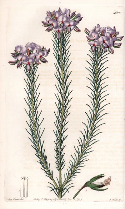 Variété de gompholobium (famille des légumineuses), native d