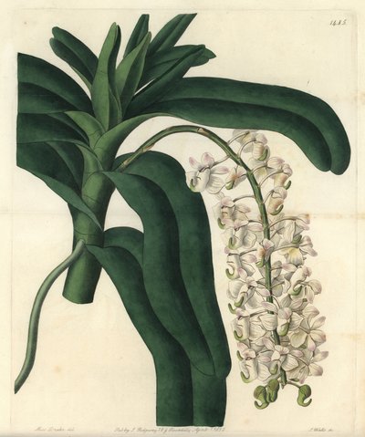Orchidée à brosse de renard - Sydenham Teast Edwards
