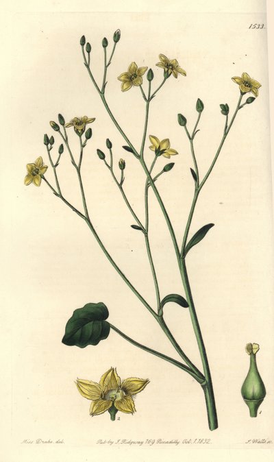 Variété de villarsia, endémique d