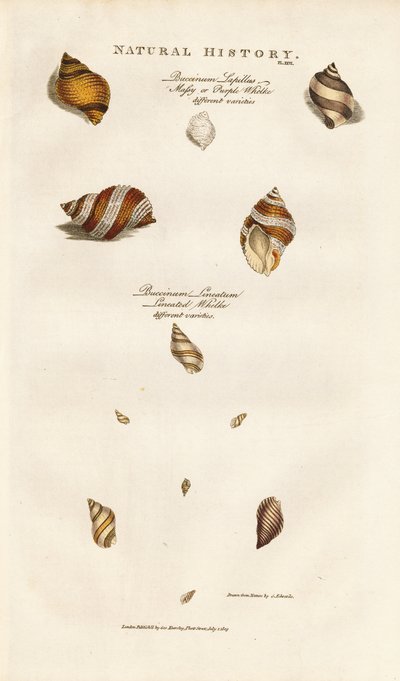 Diverses espèces de bulots - Sydenham Teast Edwards