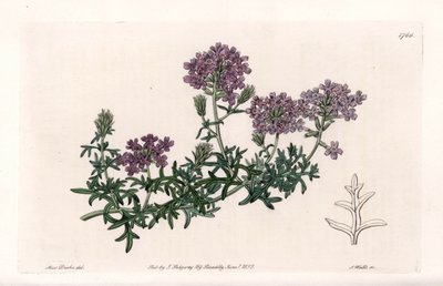 Verveine multifide - Sydenham Teast Edwards