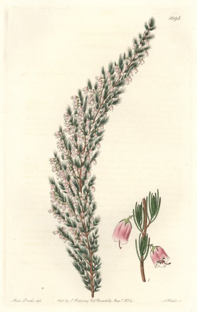Epiary vésiculaire, originaire d