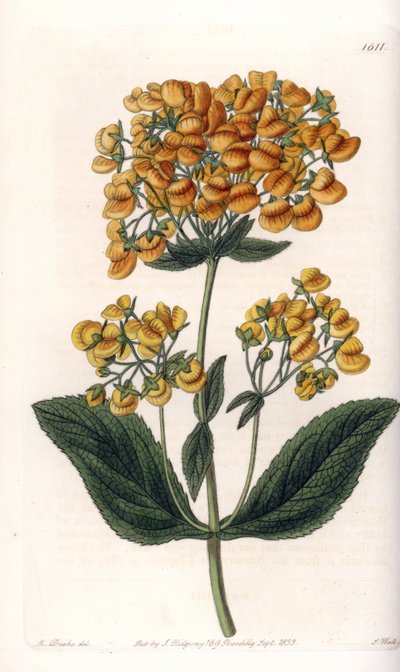 Calceolaire visqueuse (ou petit chausson) - Planche gravée par S. Watts, d