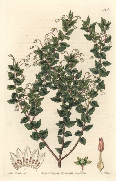Mucronee à fleurs blanches ou pernettya gaultherie - du Botanical Register - Sydenham Teast Edwards