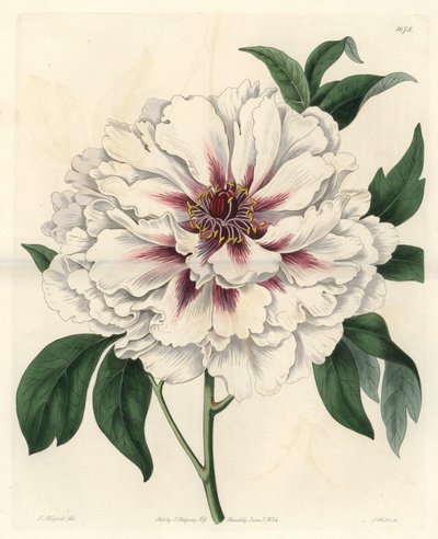 Pivoine arbustive blanche (illustration de Thomas Allport) - Sydenham Teast Edwards