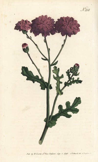 Cinéraire sauvage - Séneçon élégant. Gravure à la main par Sansom d
