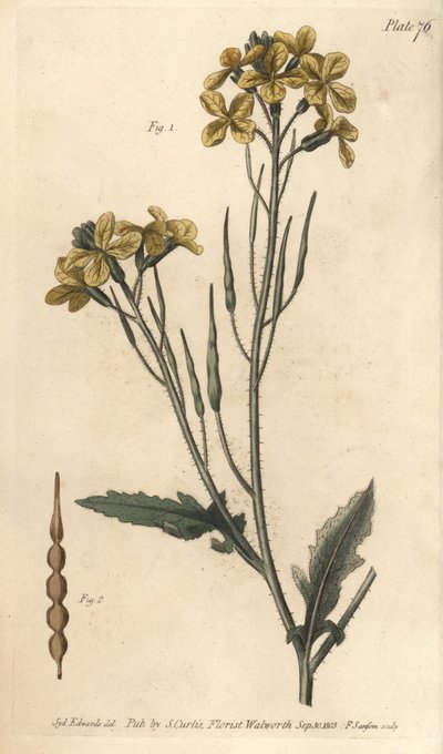 Radis sauvage - Sydenham Teast Edwards