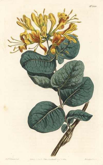 Chèvrefeuille à fleurs jaunes (illustration de Sydenham Edwards, gravure de F. Sansom Jr.) - Sydenham Teast Edwards