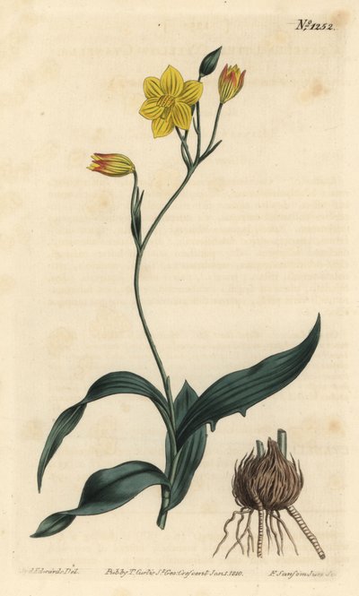 Cyanella lutea - Sydenham Teast Edwards