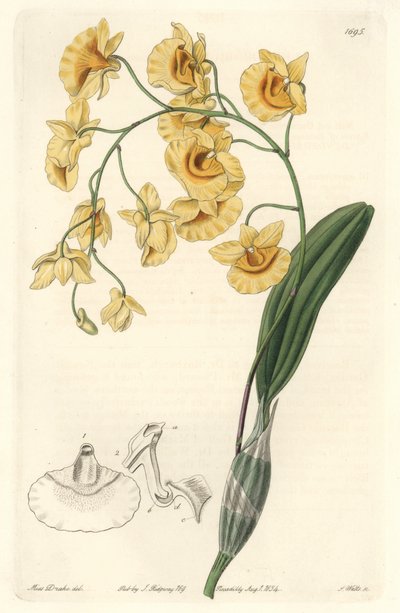 Orchidée dendrobium jaune, originaire de l