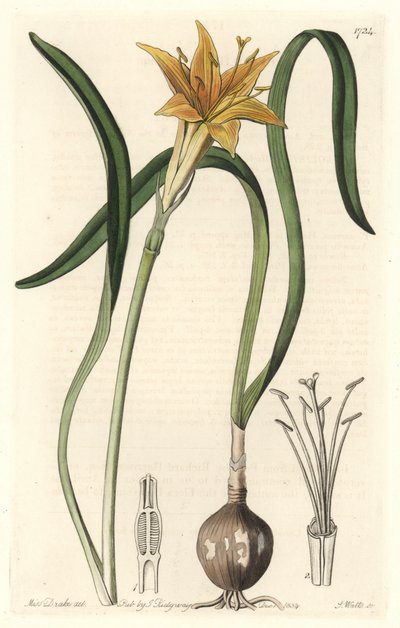 Pyrolirion jaune (Amaryllis arvensis), originaire du Pérou - Sydenham Teast Edwards