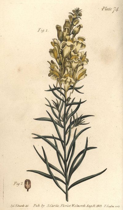 Linaire jaune ou muflier, Antirrhinum majus, Angiospermia - Sydenham Teast Edwards