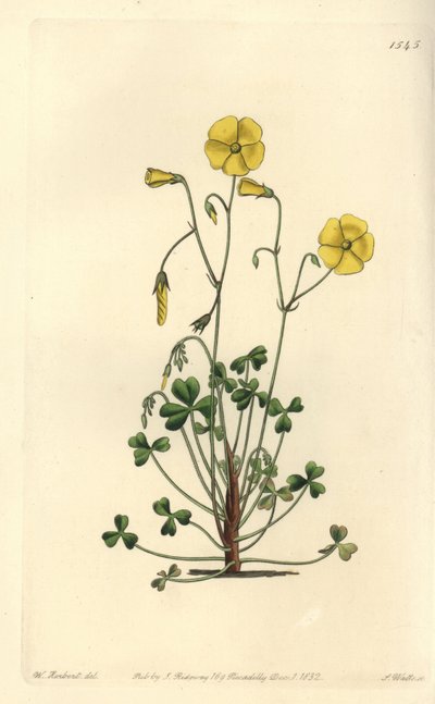 Oxalis jaune, Oxalis micrantha - Sydenham Teast Edwards